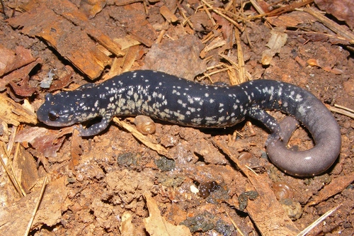 White-spotted Slimy Salamander