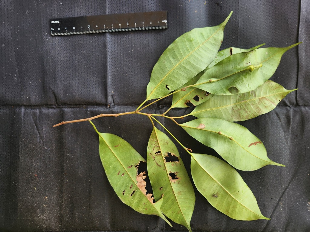 Payena leerii