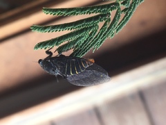Atrapsalta furcilla