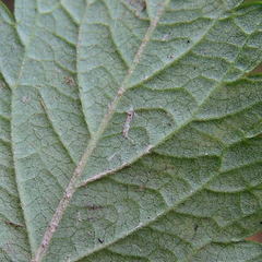 Agrimonia striata