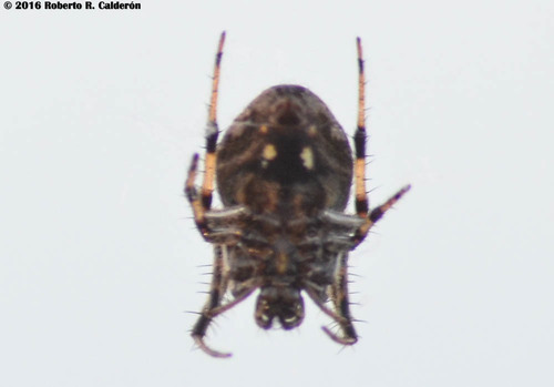 Arabesque Orbweaver