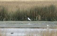 Ardea alba