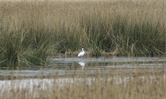 Ardea alba