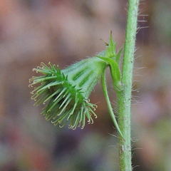 Agrimonia striata