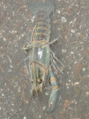 Cherax quadricarinatus