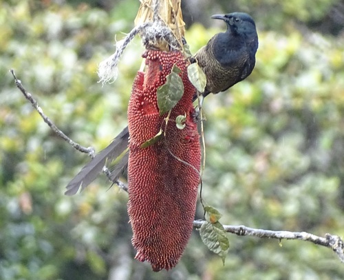 Princess Stephanie's Astrapia (Astrapia stephaniae)