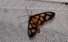 Amata aperta