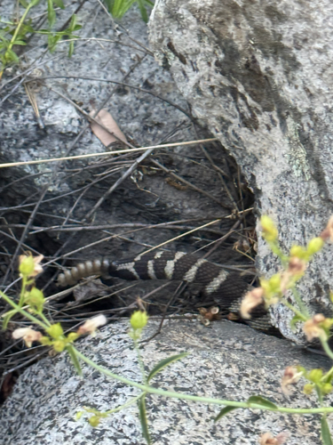 iNaturalist observation photo of Northern Pacific Rattlesnake