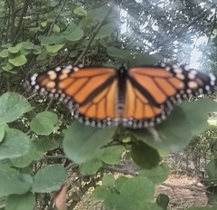 Danaus plexippus plexippus