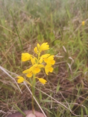 Eulophia odontoglossa