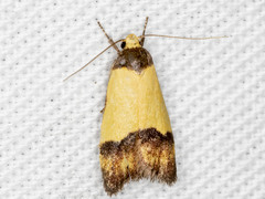 Heteroteucha kershawi