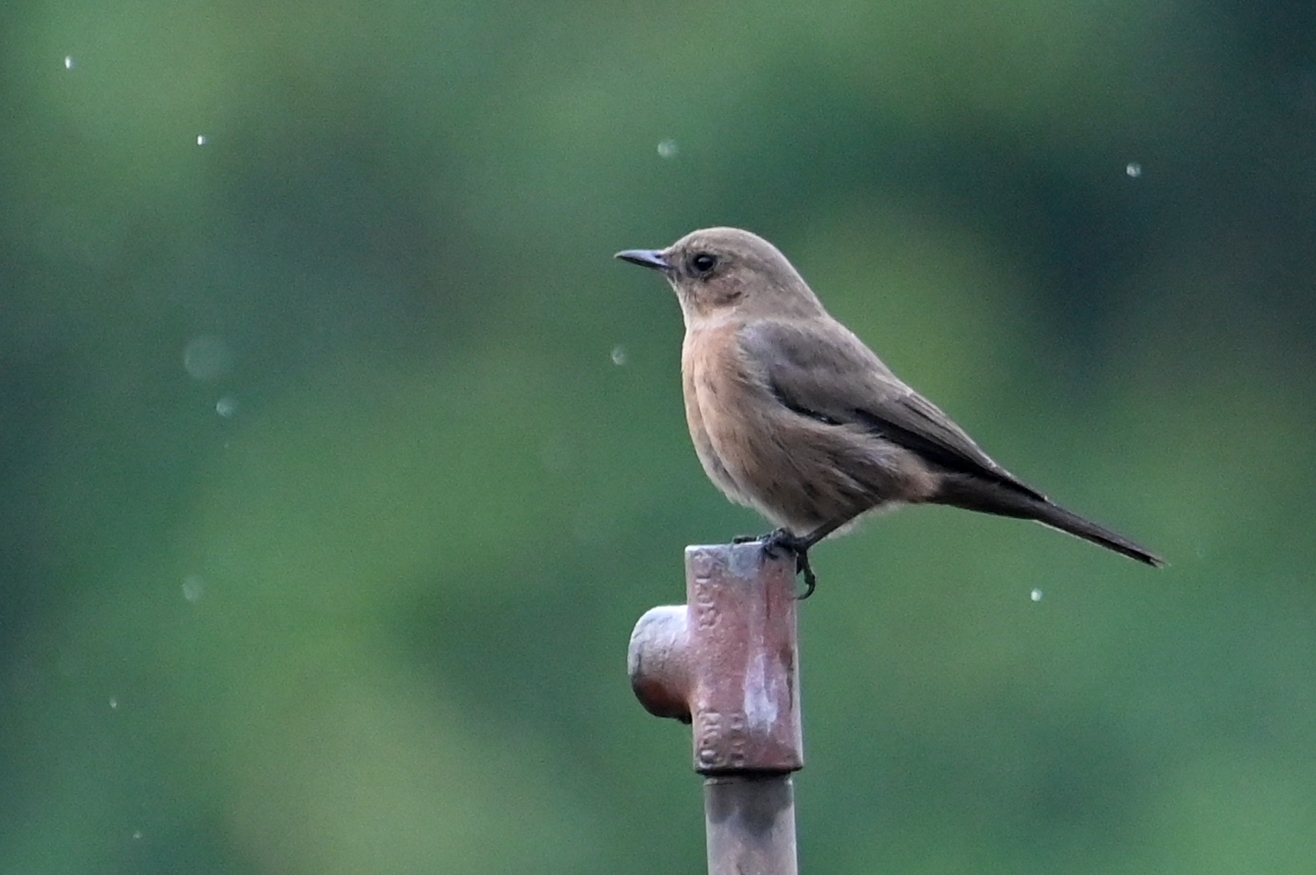 Brown Rock Chat