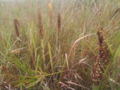 Eulophia odontoglossa