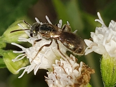 Lasioglossum zephyrus