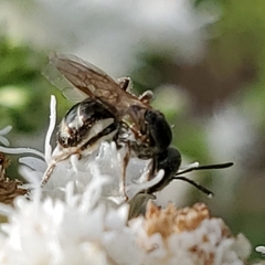 Lasioglossum zephyrus