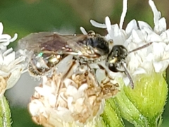 Lasioglossum zephyrus