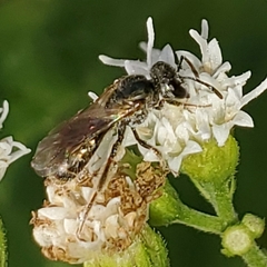 Lasioglossum zephyrus