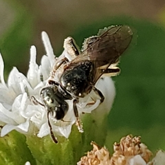 Lasioglossum zephyrus