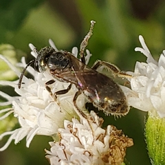Lasioglossum zephyrus