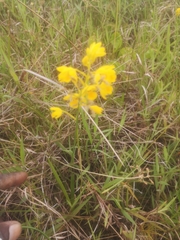 Eulophia odontoglossa