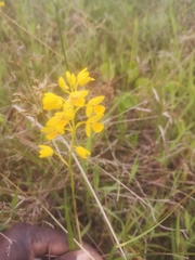 Eulophia odontoglossa
