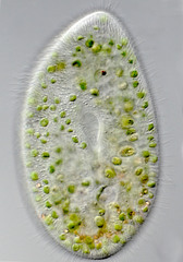 Paramecium bursaria