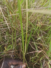 Eulophia odontoglossa