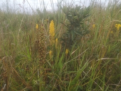 Eulophia odontoglossa