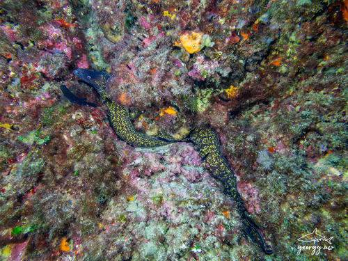 Muraena helena