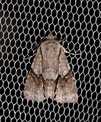 Turnerinycta phaeocosma