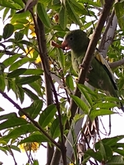 Brotogeris versicolurus