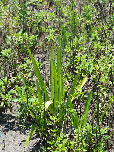 Hymenocallis speciosa