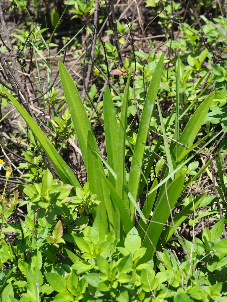 Hymenocallis speciosa, New Taipei, TW-NT-TP, TW