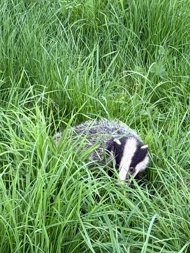 European Badger