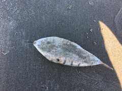 Sphoeroides maculatus