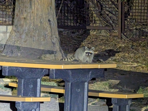 Common Raccoon photographed in Arizona