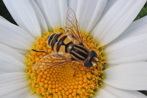 Broad-headed Marsh Fly photo 3