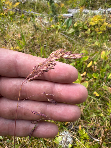 Mountain Hairgrass (Vahlodea atropurpurea)