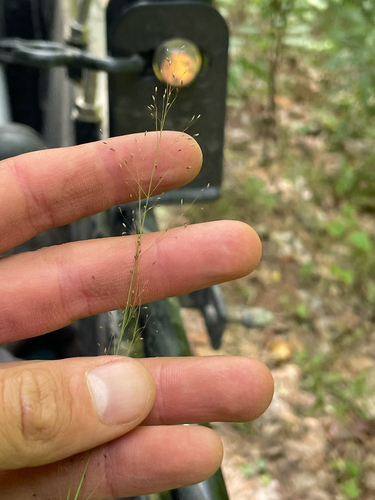 fall dropseed muhly (Muhlenbergia uniflora)