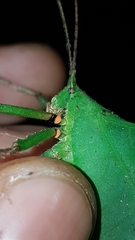 Typophyllum spurioculis