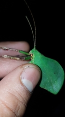 Typophyllum spurioculis