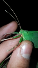 Typophyllum spurioculis