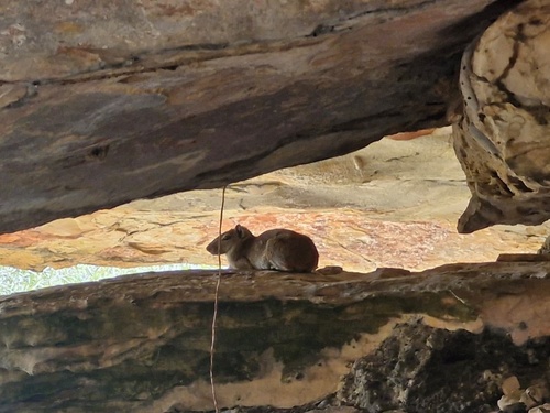 Rock Cavy