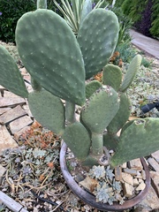 Opuntia