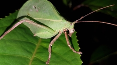 Typophyllum spurioculis