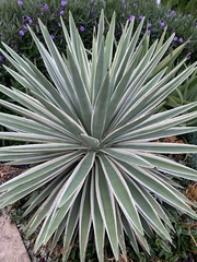 Agave