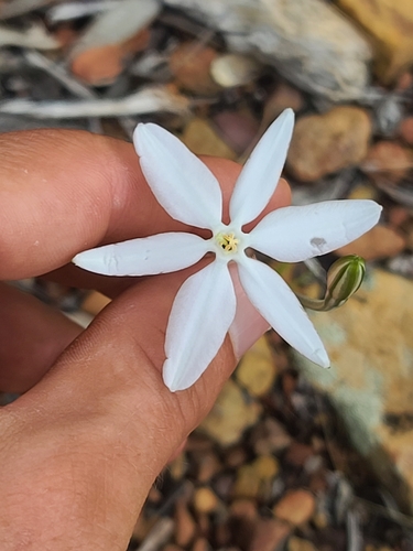 Mexican star (Milla biflora)
