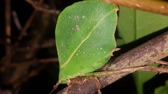 Typophyllum spurioculis