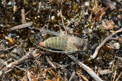 Atrapsalta furcilla