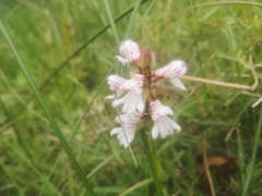 Satyrium sphaerocarpum